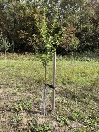 Foto treephoto-rdlv38sqdw8o8mqa2i767c60.jpeg