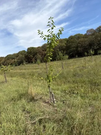 Foto treephoto-b0rrbd7at6782nj7sffhkodc.jpeg