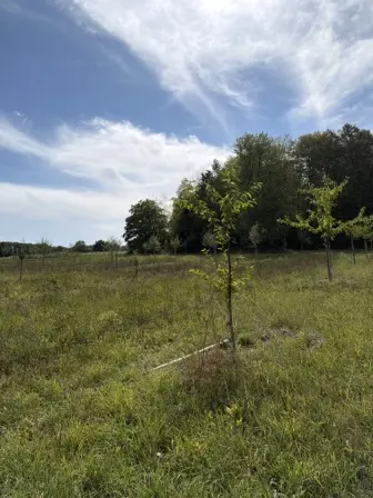 Foto treephoto-fduse5ouo7s8bpf7guczc44w.jpeg