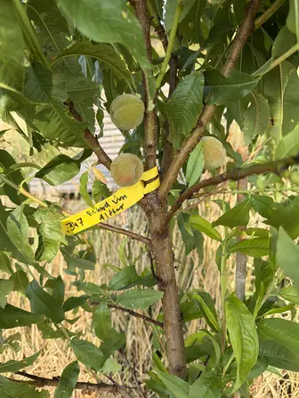 Foto treephoto-alq9lsgcof2xkc1etwdu2tfn.jpeg