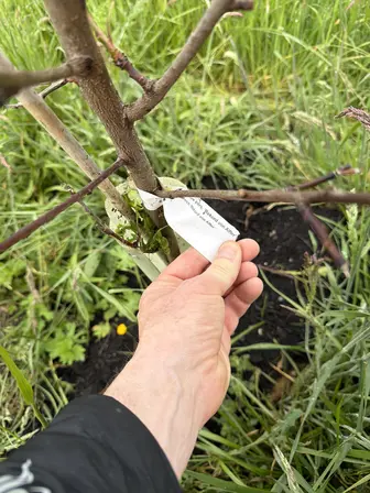 Foto treephoto-czoyvg3izh54ymqn8nzro8nj.jpeg