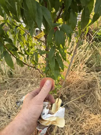 Foto treephoto-doiq79qovvqxa4itmkpauo8s.jpeg