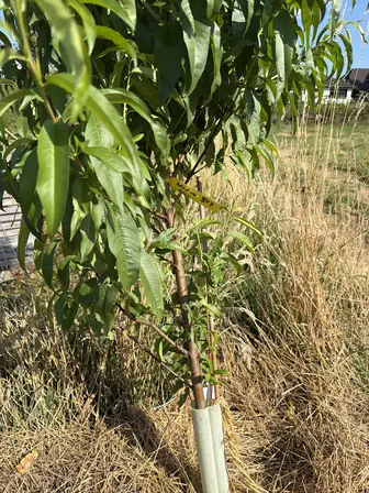 Foto treephoto-g3fizr51vlrxo4va5lxqlcuy.jpeg