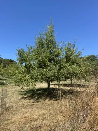 Foto treephoto-pv6x7k4z5timhp807m8dr9pc.jpeg