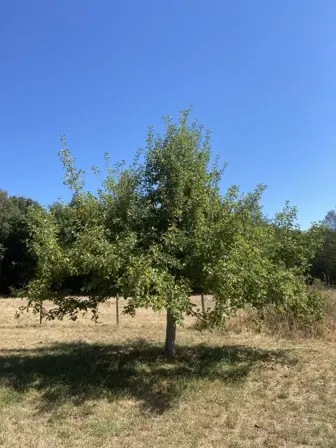 Foto treephoto-qzacomyzqqyarn8pfsd9hen5.jpeg