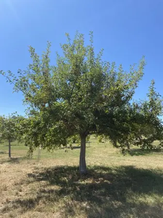 Foto treephoto-rl0y87oy1p72t4tezfsn1dm7.jpeg