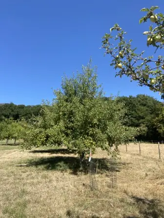 Foto treephoto-sy892rop24mh0xw1ncp9l9ek.jpeg