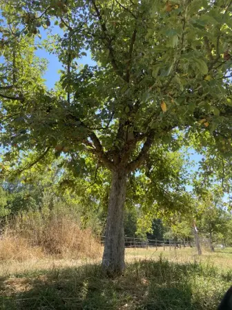 Foto treephoto-vkitfevtqe2nfw3qjcqcw5mo.jpeg