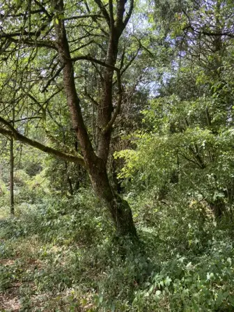 Foto treephoto-lmls8plnag8exu1t0dpe1g6y.jpeg