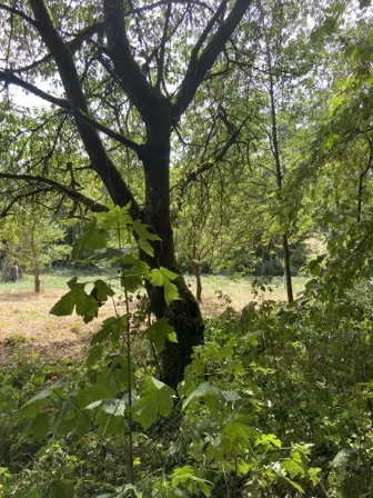 Foto treephoto-lpbaihgqwy147hkrmxeuxmn8.jpeg