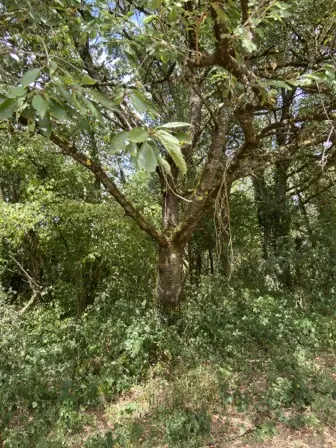 Foto treephoto-mwpkc4nhceh0jpeh8d6920ba.jpeg