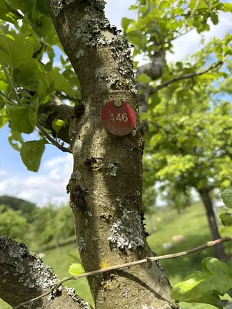 Foto treephoto-hbzut520uneul81oac4nhfto.jpeg
