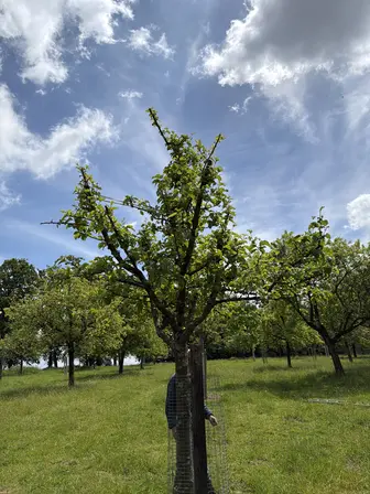 Foto treephoto-jnqe14jfsh024z9m3xtiku7i.jpeg