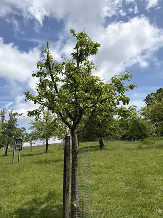 Foto treephoto-q4lyei87u9agk77be76go4v1.jpeg