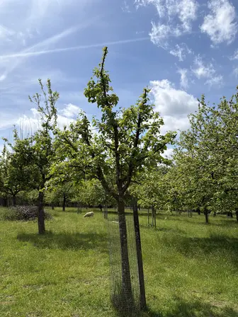 Foto treephoto-uxsxlstmm1nqfmc11arnbtec.jpeg