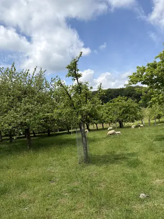 Foto treephoto-xd2enxze7lag4hah6gq2utfk.jpeg