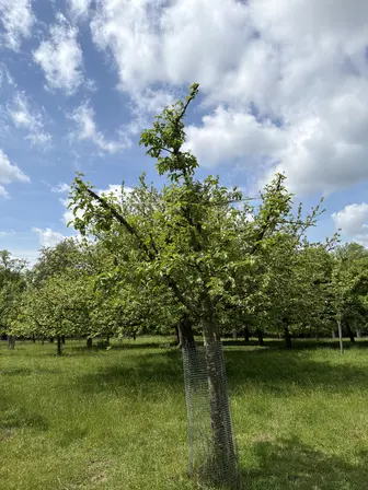 Foto treephoto-xr44akdtziejpov728dp2oqs.jpeg