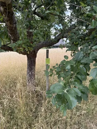 Foto treephoto-kb4ls7xggpt358nbqjiwekx8.jpeg
