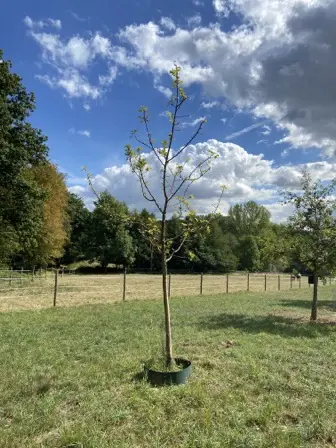 Foto treephoto-w14vs51rf9lep85rw2cuy4fk.jpeg