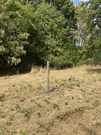 Foto treephoto-ff35xgpxcp9uu4hcyotos9rt.jpeg