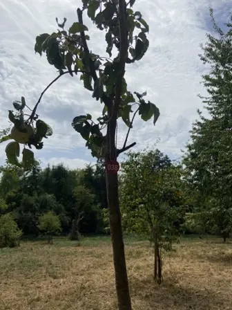 Foto treephoto-l461l6ec91lep4ytxjst72di.jpeg