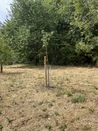 Foto treephoto-qkazn6tcoe9clw2uqxnt9z5f.jpeg