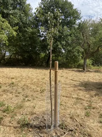 Foto treephoto-xdbiz9igxalh8erff1cfq3r3.jpeg