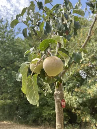 Foto treephoto-ym2x5gvsms0xmdyc5r683ehj.jpeg