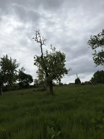 Foto treephoto-rbdbgylk4geynlafhes9eqvb.jpeg