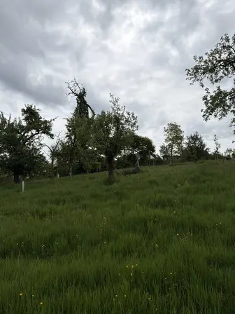 Foto treephoto-tz75mos9ei1bf0i92krddwfb.jpeg