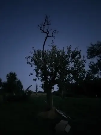 Foto treephoto-v995ujqhwwl03wzbc2pq59eh.jpeg