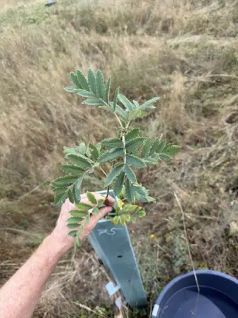 Foto treephoto-e5aypiysinqxy9t996dst38c.jpeg