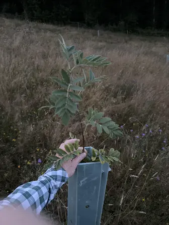 Foto treephoto-g4j0s9wa1ucyk4isry0k2l97.jpeg