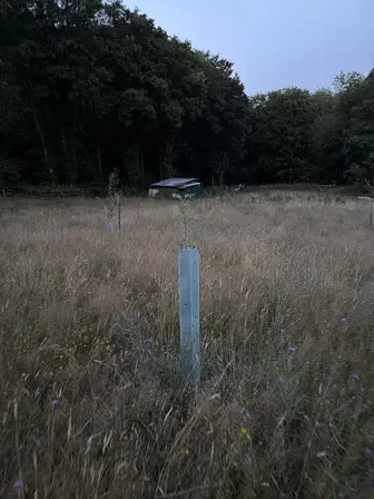 Foto treephoto-ia5cvllgbcmee9l2wdktzhfh.jpeg