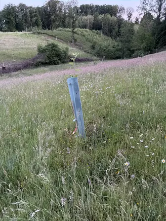 Foto treephoto-lhyncqbtvxktzvr7nbu69fwx.jpeg