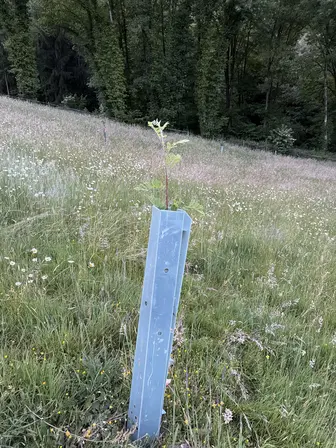 Foto treephoto-m3deps2bgnrv6gttegsk6qdo.jpeg