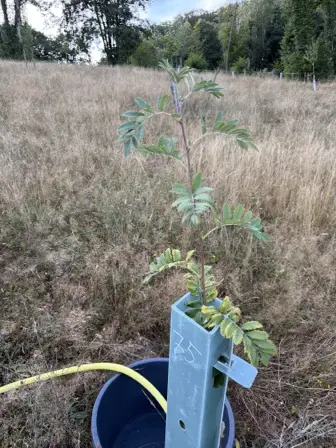 Foto treephoto-on1rqwfzrcjyr1zqh3ferb0m.jpeg