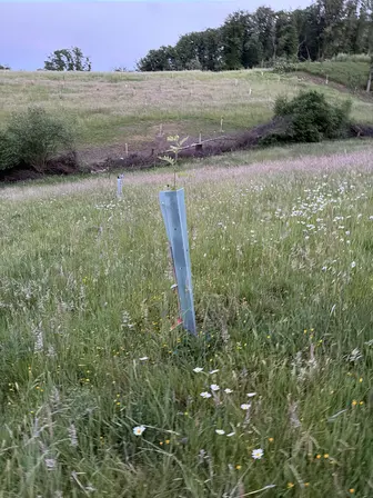 Foto treephoto-tc3sol24c3o511j3gzz6kr31.jpeg