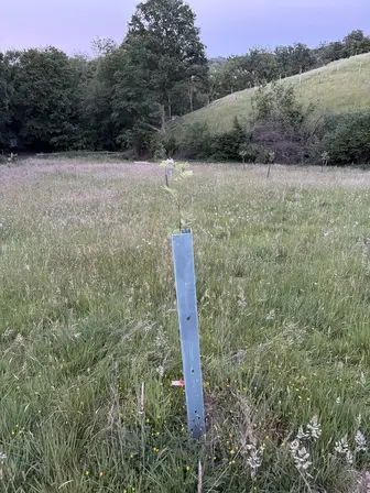 Foto treephoto-xjij03xt1tqik1ky3l08frdc.jpeg