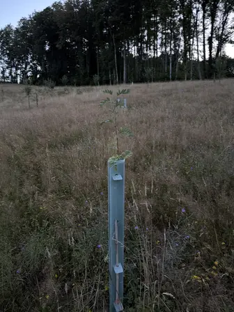 Foto treephoto-yjdx8t6b4q1t7f4q6gu08rr6.jpeg