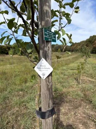Foto treephoto-o966bl4n20t3y5tgamy5hrc9.jpeg