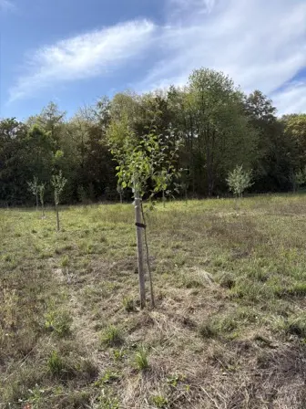 Foto treephoto-rji6za3bb70usmoejzcvr4k8.jpeg