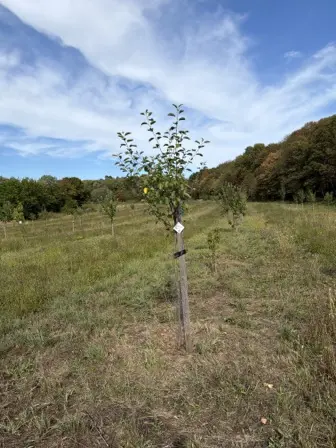 Foto treephoto-tjvzljzsbup76lu8eft1dx92.jpeg