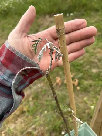 Foto treephoto-ptqeawve4hg1lxmyuakfs9sz.jpeg