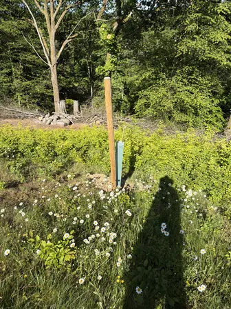 Foto treephoto-ts4u3bi70ut9yrz3tt20wysf.jpeg