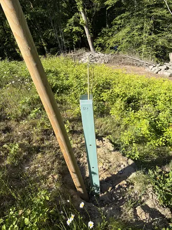 Foto treephoto-vaphfemzuw6v9kijq5fx21z0.jpeg