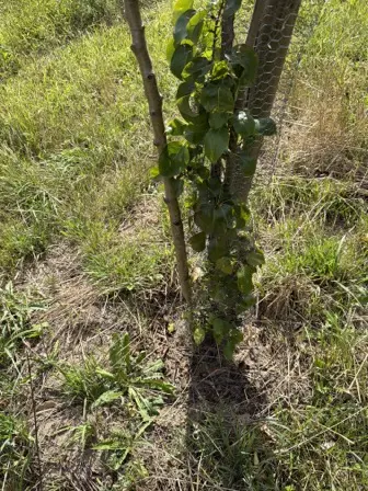 Foto treephoto-cma9tbccj2rxztjgocp4nk8u.jpeg