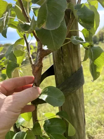 Foto treephoto-i44pypus34c7f143l5c6uex9.jpeg