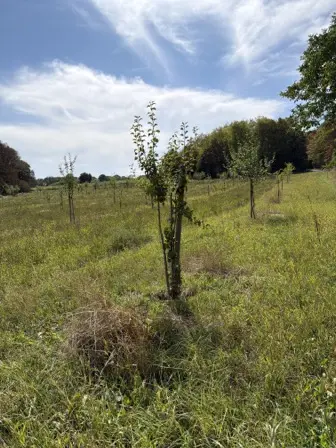 Foto treephoto-i4dkyoz63ugxntl7b9pobst9.jpeg