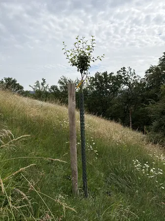 Foto treephoto-cm2hbjbptizngew6le6od1dq.jpeg
